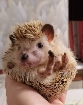 Завела я ёжика  - qFm4ccuu80U.jpg