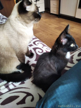 Любимая кошатинка  - IMG_20211004_115240.jpg