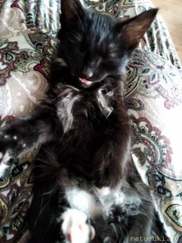 Любимая кошатинка  - IMG_20211014_100027.jpg