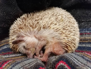 Завела я ёжика  - IMG_20211015_223031.jpg