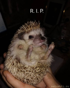 Завела я ёжика  - IMG_20211015_193134.jpg