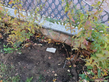 Завела я ёжика  - IMG_20211016_163757.jpg