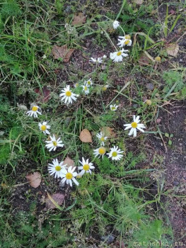 А что у нас с погодой? -6 - IMG_20211021_173240.jpg