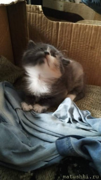 Любимая кошатинка  - IMG-20211101-WA0008.jpg