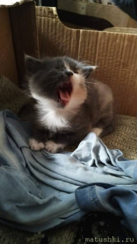 Любимая кошатинка  - IMG-20211101-WA0007.jpg