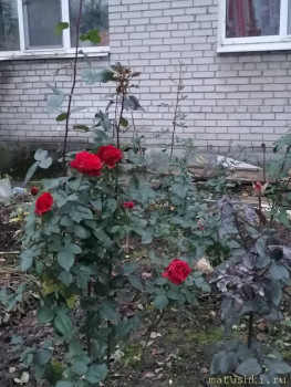 А что у нас с погодой? -6 - IMG_20211103_082222.jpg