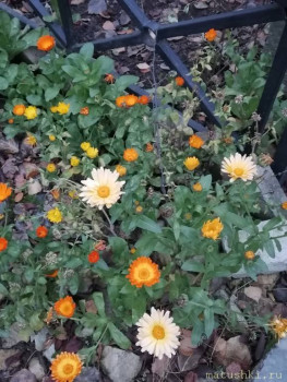 А что у нас с погодой? -6 - IMG_20211103_082304.jpg