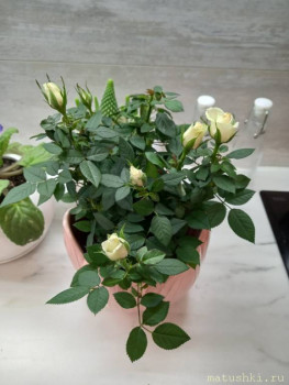 Наши цветы 2 - IMG-7ac044fc946bc266210f71f025d96dc0-V.jpg