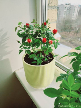 Наши цветы 2 - IMG-abefb7237fc978f34b3ca6ad048d3ba5-V.jpg