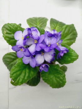 Наши цветы 2 - IMG-c82dcf63f0417db870ed5c76bb8756e8-V.jpg