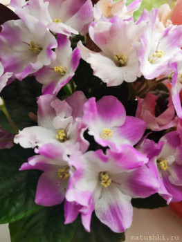 Наши цветы 2 - IMG_20211022_142947.jpg