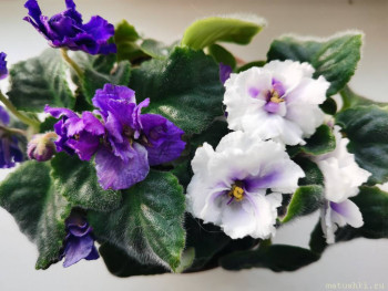 Наши цветы 2 - IMG_20211022_112605.jpg