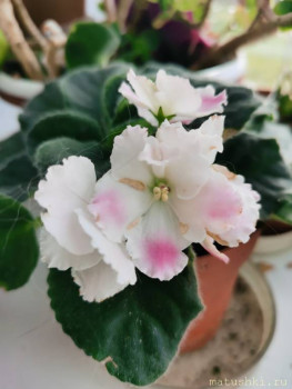 Наши цветы 2 - IMG_20211022_112527.jpg