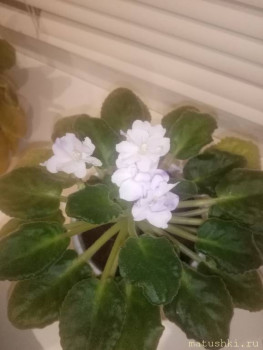 Наши цветы 2 - IMG_20211105_223722.jpg