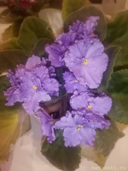 Наши цветы 2 - IMG_20211105_223712.jpg