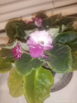 Наши цветы 2 - IMG_20211105_223703.jpg