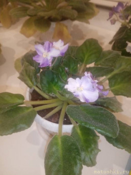 Наши цветы 2 - IMG_20211105_223650.jpg