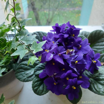 Наши цветы 2 - 20211112_113042.jpg