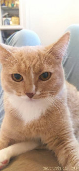 Любимая кошатинка  - IMG_20211114_132604.jpg