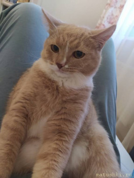 Любимая кошатинка  - IMG_20211114_132721.jpg