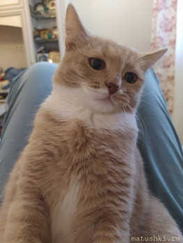 Любимая кошатинка  - IMG_20211114_132649.jpg