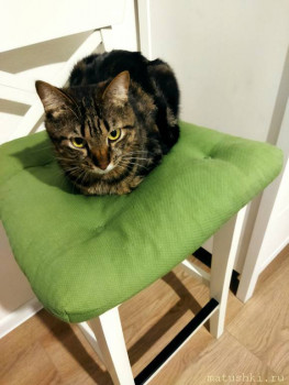 Любимая кошатинка  - IMG_20211116_210243.jpg