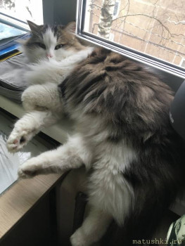 Любимая кошатинка  - 2021-11-17 12-23-52.JPG