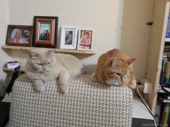 Любимая кошатинка  - IMG_20211117_191628.jpg