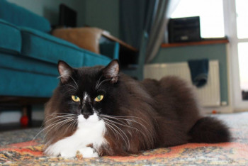 Любимая кошатинка  - IMG_2289.JPG