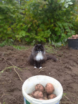 Любимая кошатинка  - IMG_20210922_121642.jpg