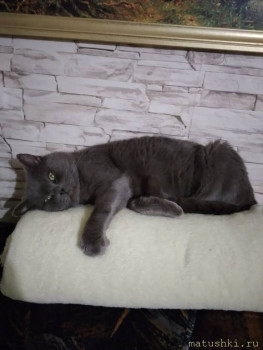 Любимая кошатинка  - IMG_20211119_200037.jpg