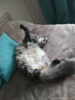 Любимая кошатинка  - IMG_20210729_161142.jpg