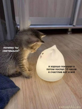 Кто там любит кошек? - Bd1N0DhgkXs.jpg