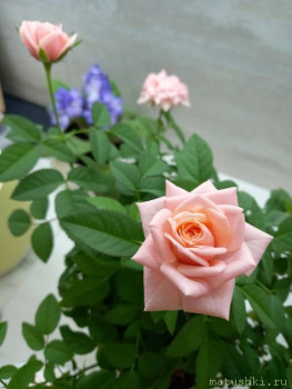 Наши цветы 2 - IMG-48e7b56bbd740b3917eb9a393f83ba30-V.jpg