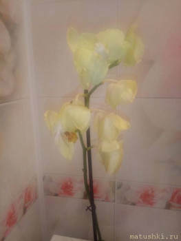 Наши цветы 2 - IMG_20211116_193450.jpg