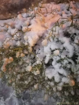 А что у нас с погодой? -6 - IMG_20211124_082731.jpg