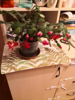 Наши цветы 2 - IMG_20211127_103841.jpg