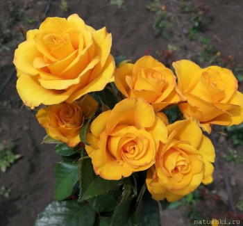 Наши цветы 2 - scale_1200.jpeg