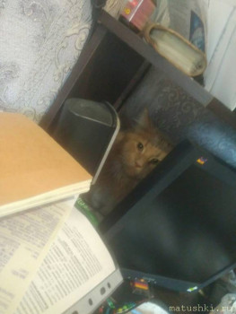 Любимая кошатинка  - yl_Q9VUFZMM.jpg