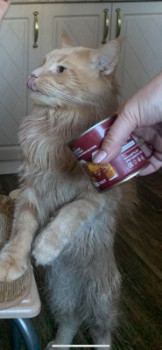 Любимая кошатинка  - YTQcwykKZkA.jpg