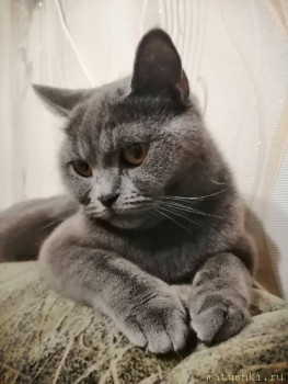 Любимая кошатинка  - бэтя.jpg