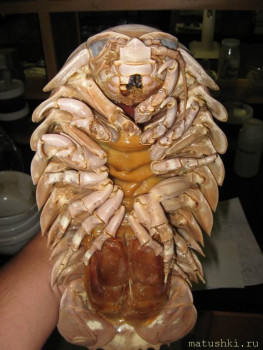 Флудилки-4 - 2021-12-11-00-13-55.jpg