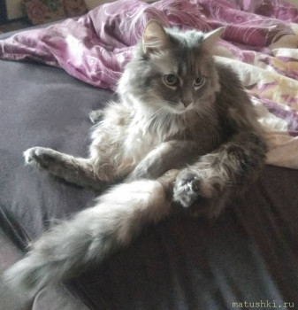 Любимая кошатинка  - IMG_20220101_123033.jpg