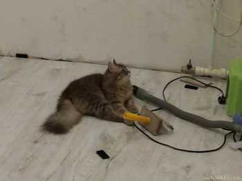 Любимая кошатинка  - 2015-08-04 23.18.08.jpg