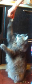 Любимая кошатинка  - IMG_20220109_121930.jpg