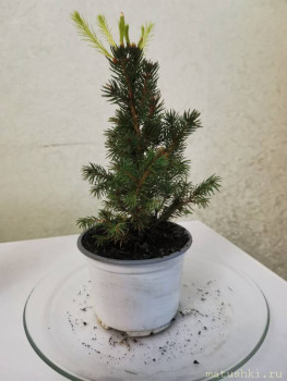 Наши цветы 2 - IMG_20220131_092046.jpg