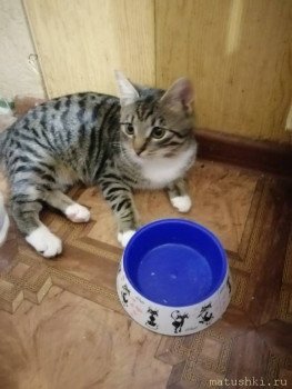 Любимая кошатинка  - FNljQe1GMTQ.jpg