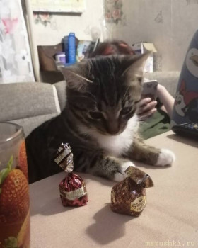 Любимая кошатинка  - JlpADSIuyJM.jpg
