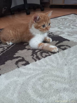 Любимая кошатинка  - 20220209_104400.jpg