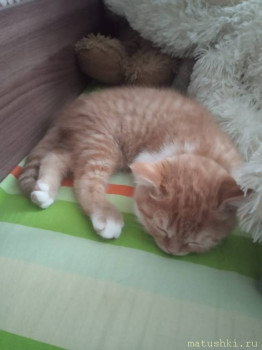 Любимая кошатинка  - IMG-20220209-WA0001.jpg